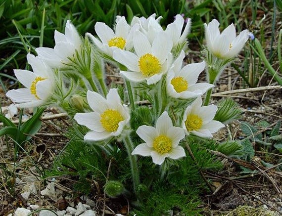 Anemone Pasque White Flower Seeds Anemone Pasque White Flower Seeds