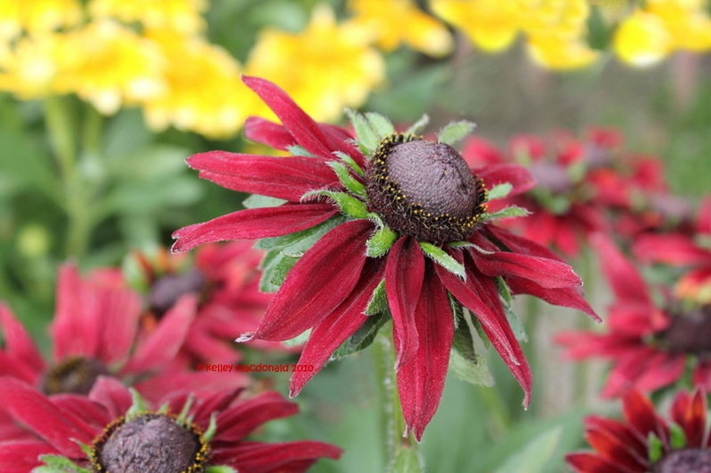 20 RUDBECKIA CHERRY BRANDY / Rabbit & Deer Resistant / Perennial Flower Seeds image 5