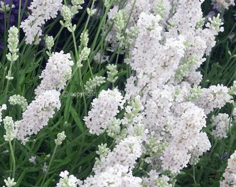 30+  LAVENDER WHITE SNOW, Lavandula Long Bloom Season /  Perennial, Flower SeedS