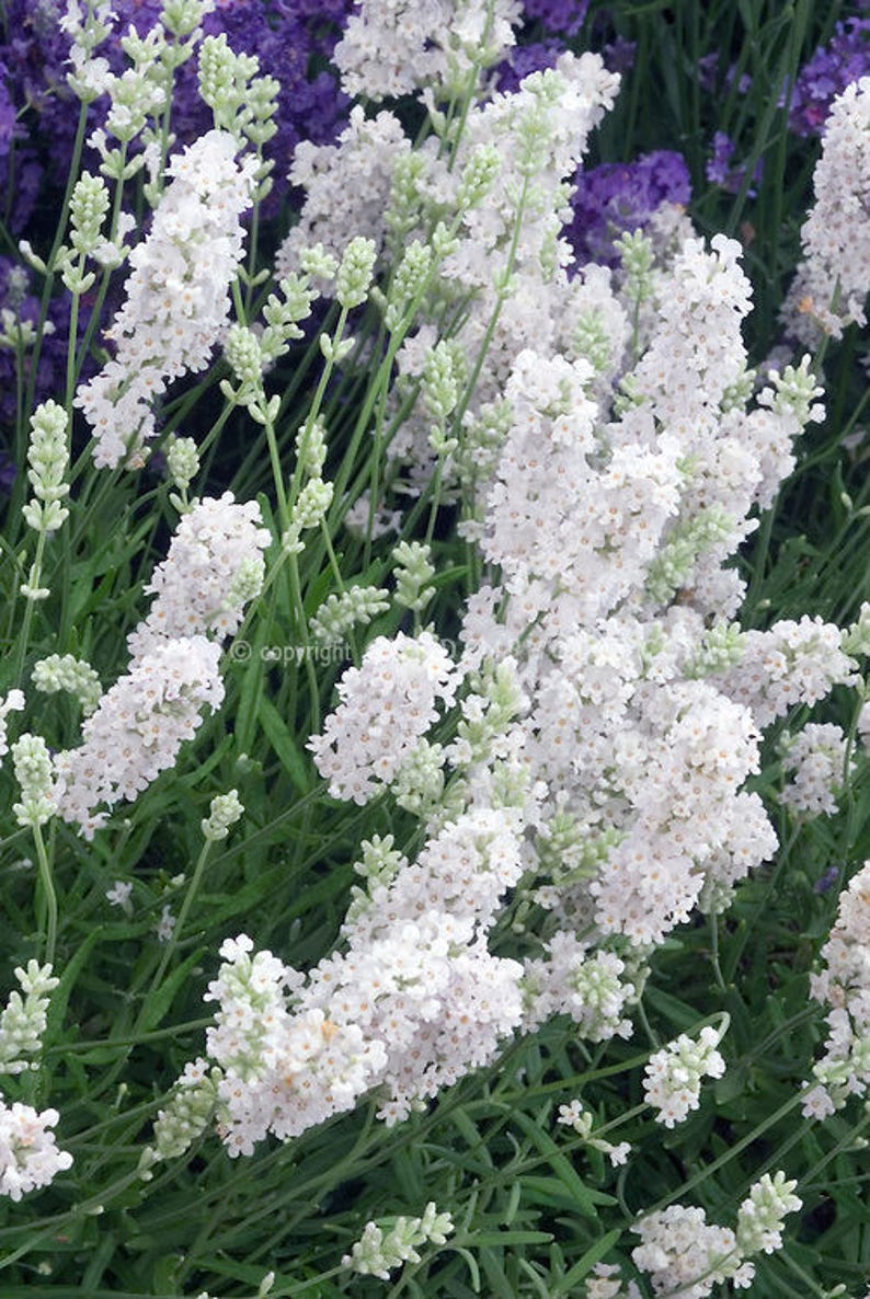 20 LAVENDER WHITE SNOW Lavandula Angustifolia / Fragrant Etsy