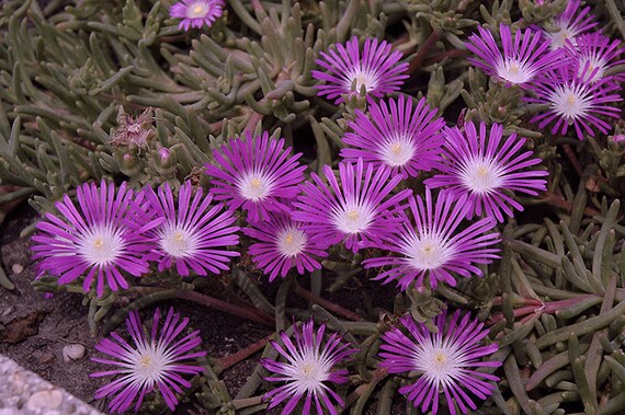 30 Delosperma Stardust Purple Hardy Ground Cover Ice Plant Etsy Italia