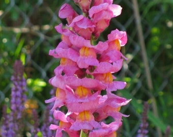 80+  Snapdragon FRAGRANT Rocket Orchid Deer Resistant Annual Flower Seeds