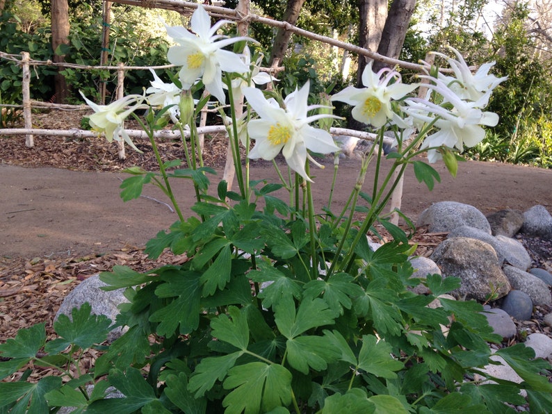 DEER /& RABBIT RESISTANT AQUILEGIA COLUMBINE /"STAR BLUE/" FLOWER SEEDS 30