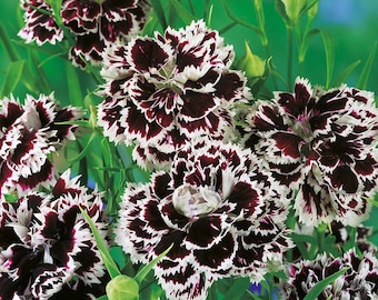 + de 40 graines de fleurs vivaces noires et blanches DIANTHUS CARNATION CHIANTI