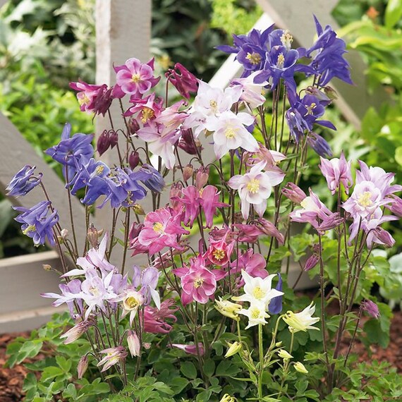 9+ AQUILEGIA BIEDERMEIER Mix Columbine Deer & Rabbit Resist EASY Perennial  Flower Seeds