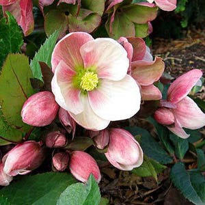 15+   HELLEBORUS CHRISTMAS ROSE Perennial  Shade Early or Winter Bloom Flower Seeds