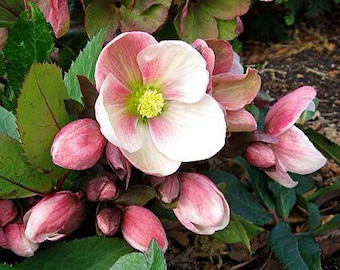 15+   HELLEBORUS CHRISTMAS ROSE Perennial  Shade Early or Winter Bloom Flower Seeds