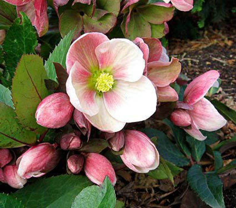15 HELLEBORUS CHRISTMAS ROSE Perennial Shade Early or Winter Etsy
