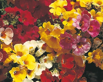 120+  NEMESIA  CARNIVAL MIX Fast Annual Flower Seeds