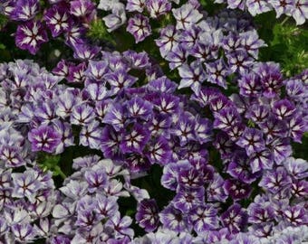 120+  PHLOX SUGAR STARS Purple White Heirloom Self Sowing Annual Heat Tolerant  Flower Seeds