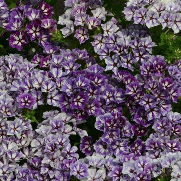 120+  PHLOX SUGAR STARS Purple White Heirloom Self Sowing Annual Heat Tolerant  Flower Seeds