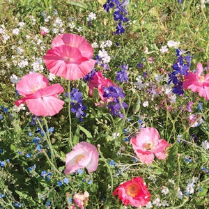 125+   SHADE WILD Flower Mix, Annual and Perennial, Formulated for Shade Flower Seeds