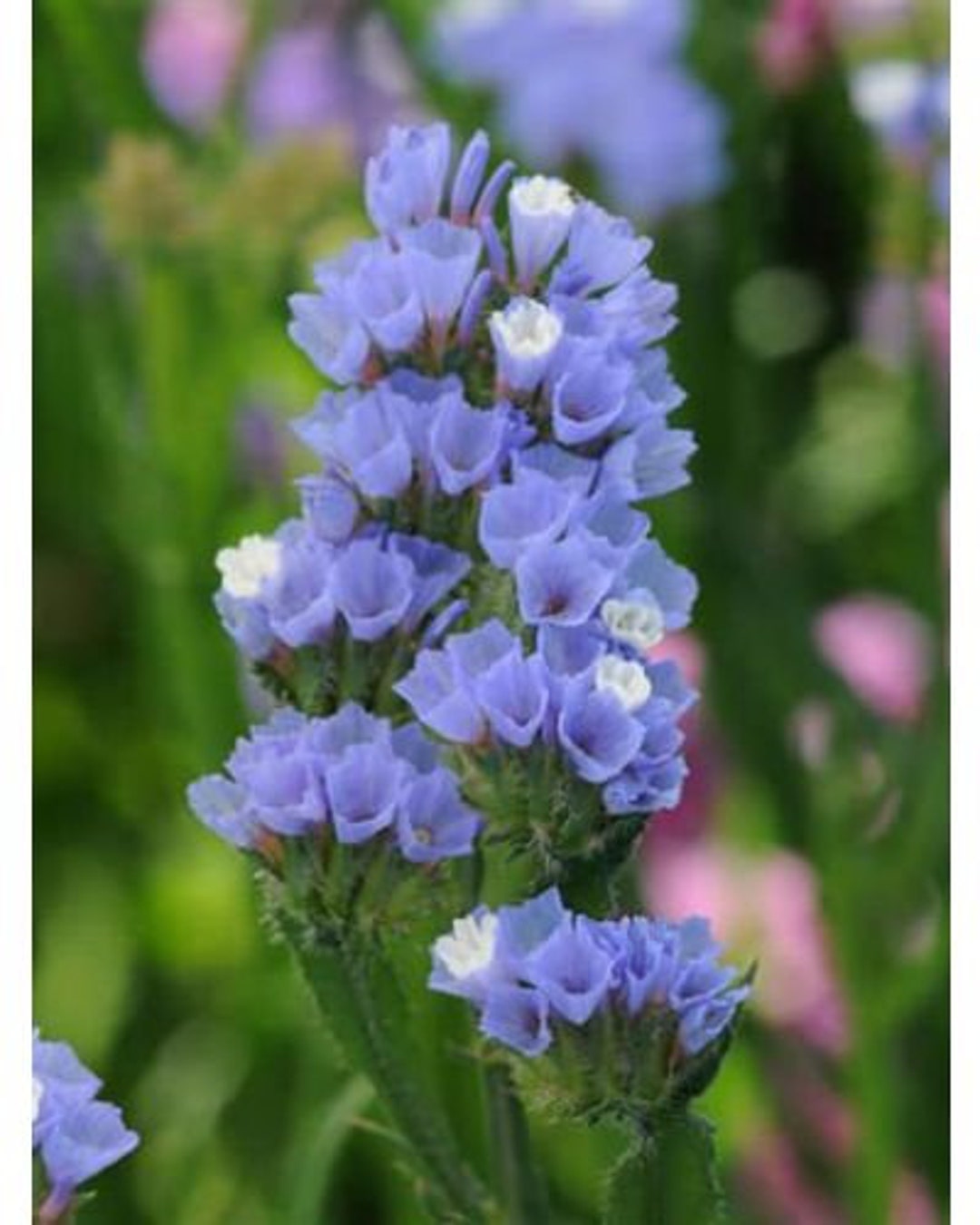 40 STATICE LIGHT BLUE Everlasting Hardy Annual or Perennial Flower