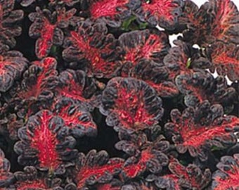 25+   COLEUS BLACK DRAGON  Flower seeds