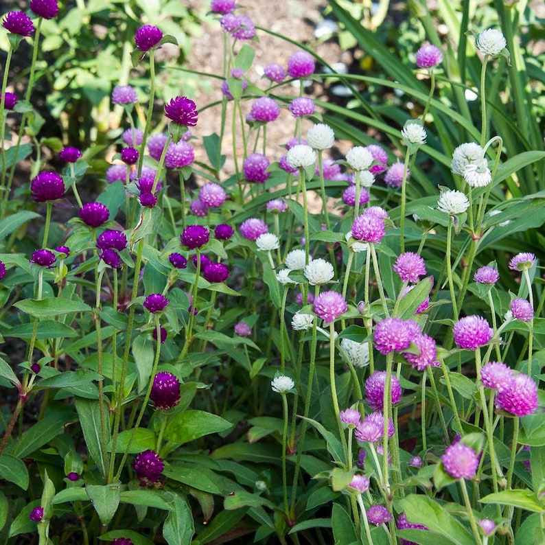 60 GOMPHRENA Globosa MIX Annual Heat Humidity Tolerant Flower Seeds image 3