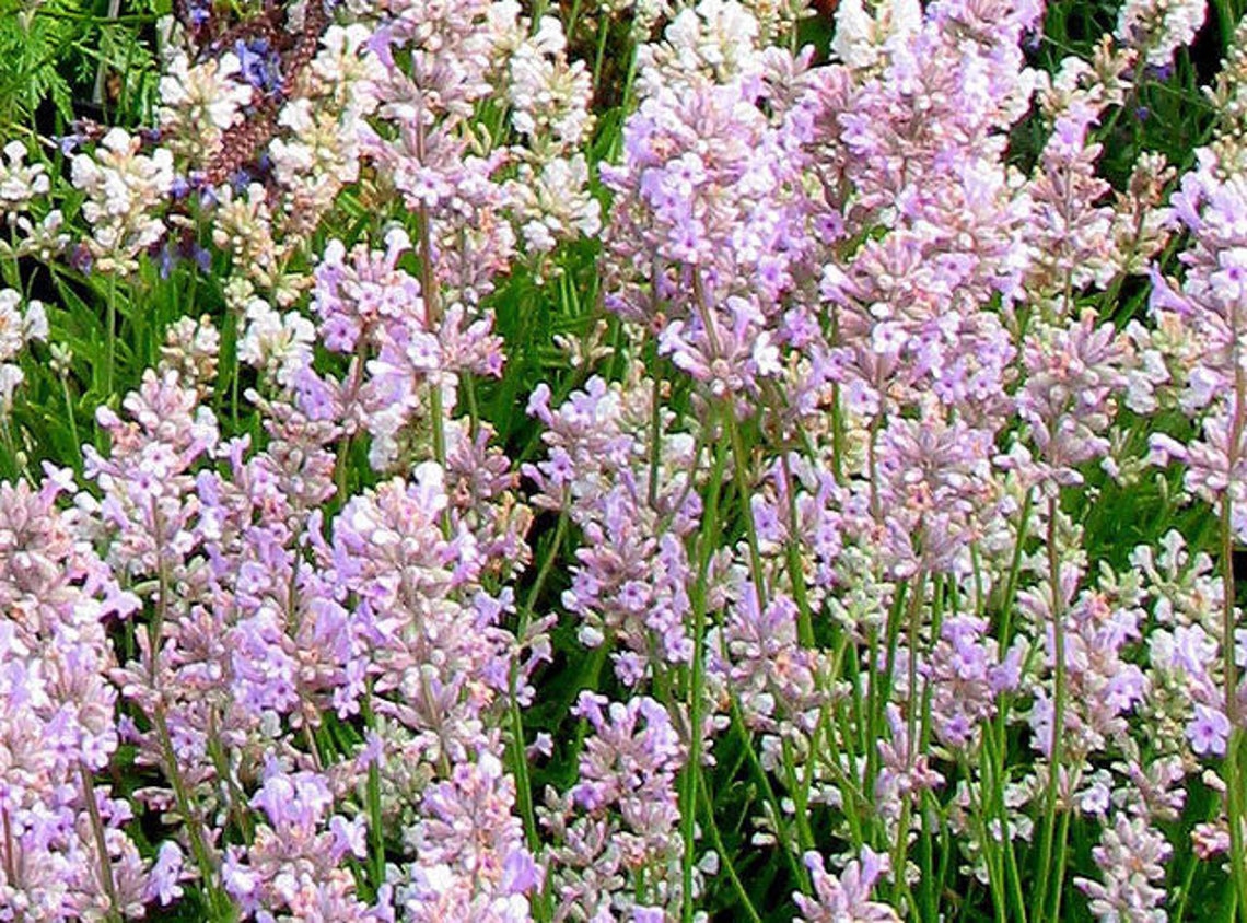 20 LAVENDER PINK ELLAGANCE Lavandula Angustifolia Perennial - Etsy