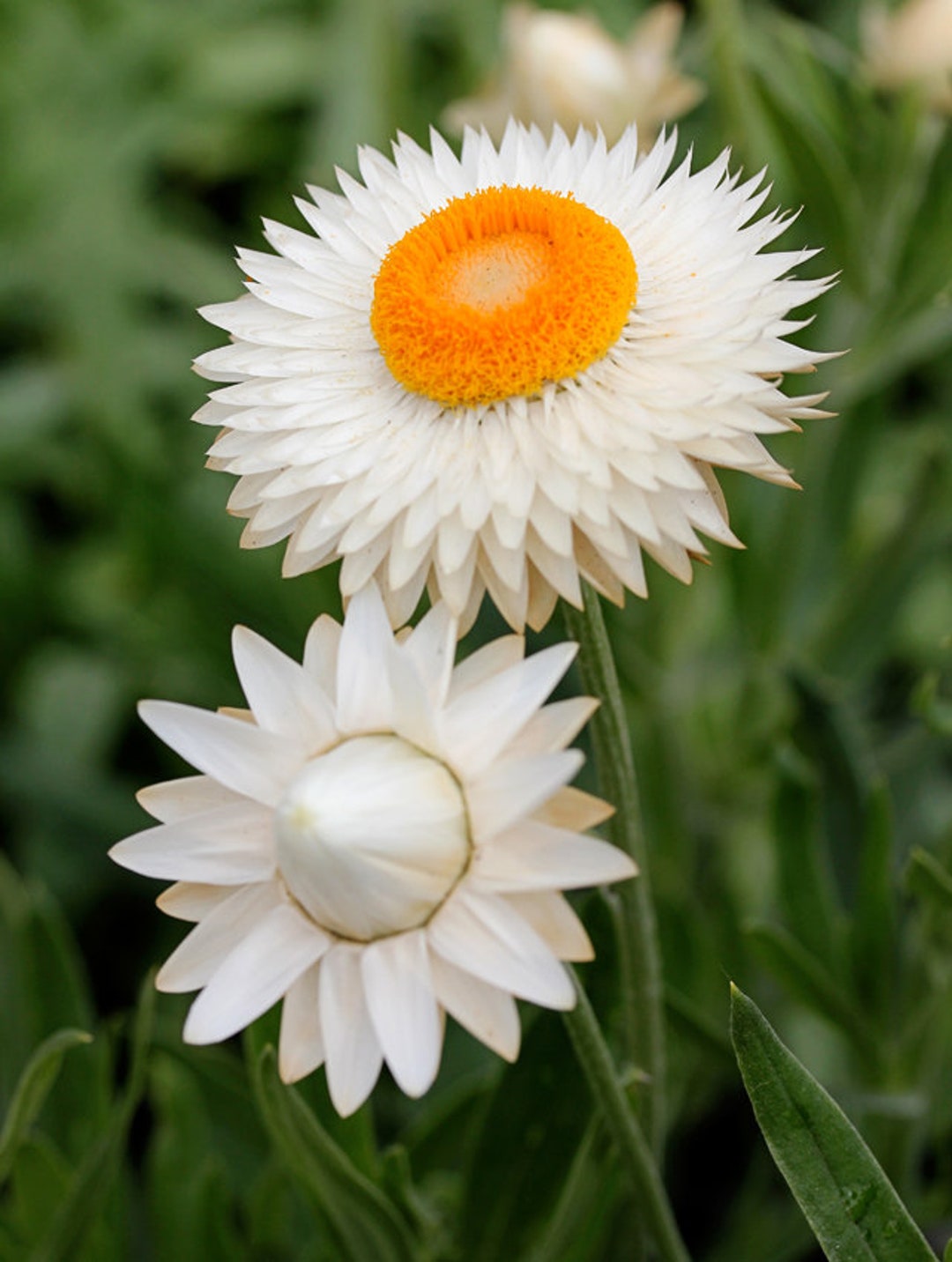 60 STRAWFLOWER WHITE Everlasting King Size, HELICHRYSUM Deer and Rabbit