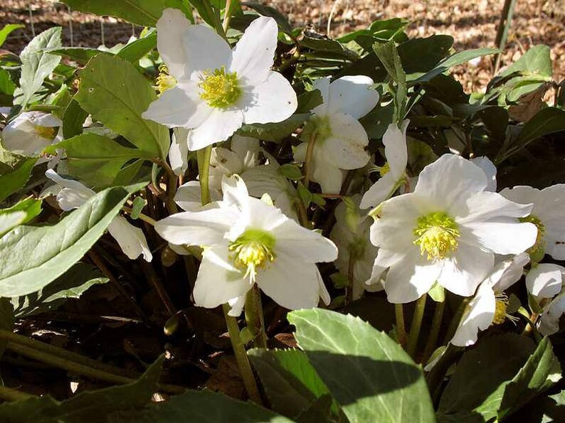 15 HELLEBORUS CHRISTMAS ROSE Perennial Shade Early or Winter Etsy