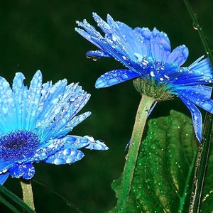Blue daisy deals