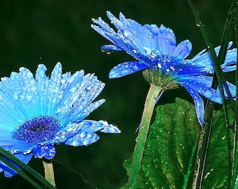 50+  BLUES BLUE DAISY Felicia Easy Fast Growing  Annual African Daisy Ground Cover Flower Seeds