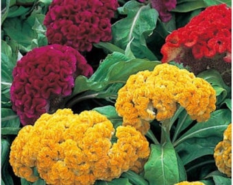 120+  CELOSIA MIX COCKSCOMB Annual or Perennial Long Lasting Flower Seeds