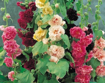 40+  HOLLYHOCK MIX DOUBLES Chaters, Tall  Perennial / Deer & Rabbit  Resistant Hardy Flower Seeds