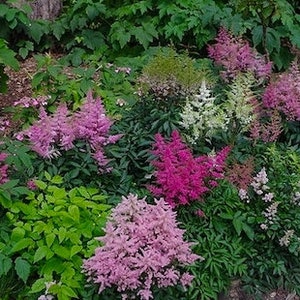 120 ASTILBE BUNTER ZAUBER Mix High Performer Deer Resistant, Shade Perennial Flower Seeds Bild 1