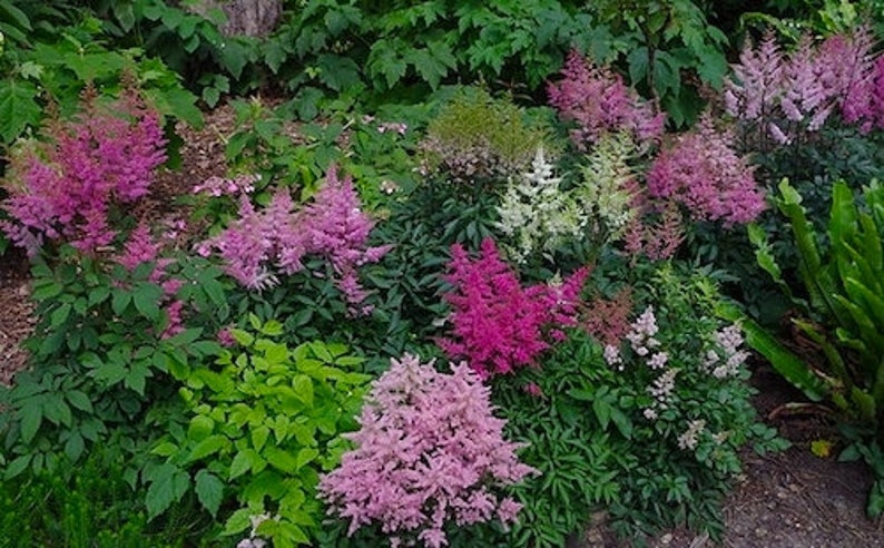 120 ASTILBE BUNTER ZAUBER Mix High Performer Deer Resistant, Shade Perennial Flower Seeds Bild 1