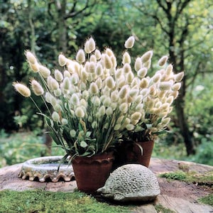 120 BUNNY TAILS Lagurus Hare's Tale Annual Long Lasting Ornamental Grass Flower Seeds image 1