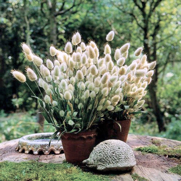 120+ BUNNY TAILS Lagurus Hare's Tale Annual Long Lasting Ornamental Grass Flower Seeds