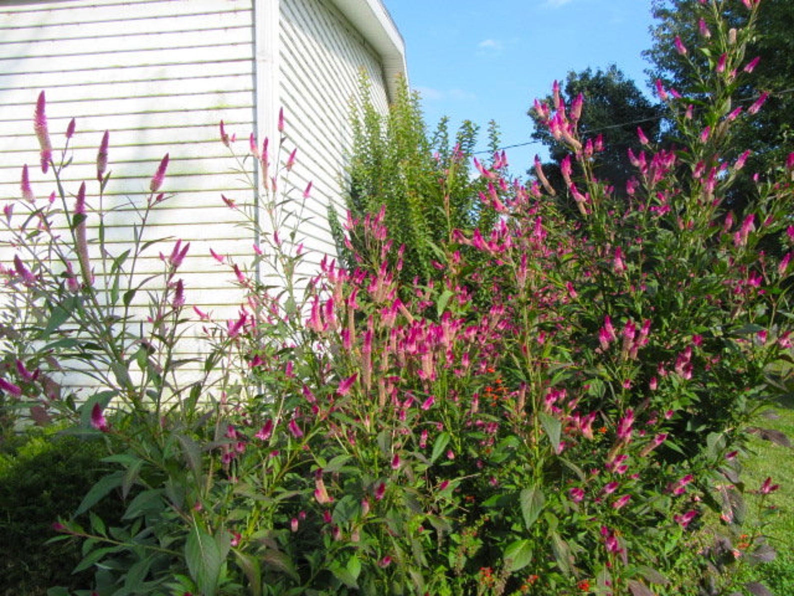 30 CELOSIA CRAMERS’ AMAZON / Huge Tall Annual Hummingbird - Etsy