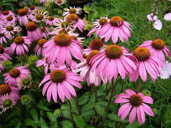 25 ECHINACEA Cone Flower Bright Star TALLEST 4 Foot Perennial Deer