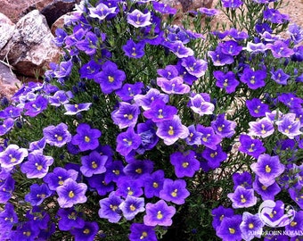 120+  PURPLE ROBE,  Nierembergia  Easy Annual & Perennial CUP Flower Seeds