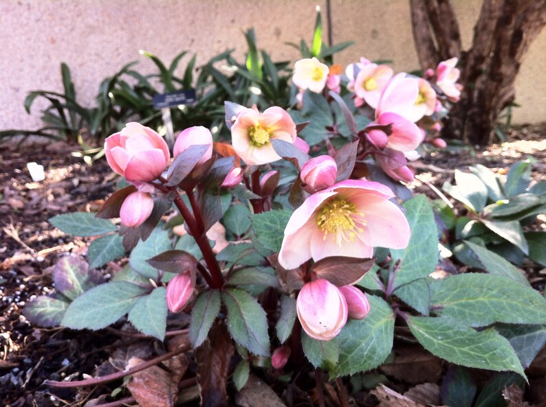 15 HELLEBORUS CHRISTMAS ROSE Perennial Shade Early or Winter Etsy