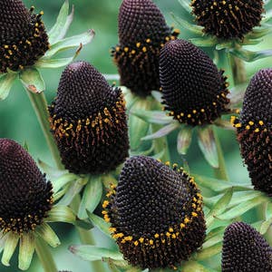 40+   Rudbeckia GREEN WIZARD CONEFlower  Perennial Deer Resistant Flower Seeds