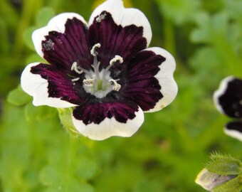 120 +  PENNY BLACK aka Pennie Black Nemophila, Annual & Perennial  Flower Seeds