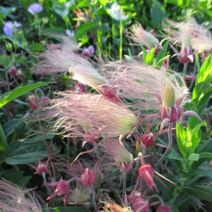 10 Geum PRAIRIE SMOKE, CHERRY Drop Native Perennial Deer Resistant Flower Seeds image 5