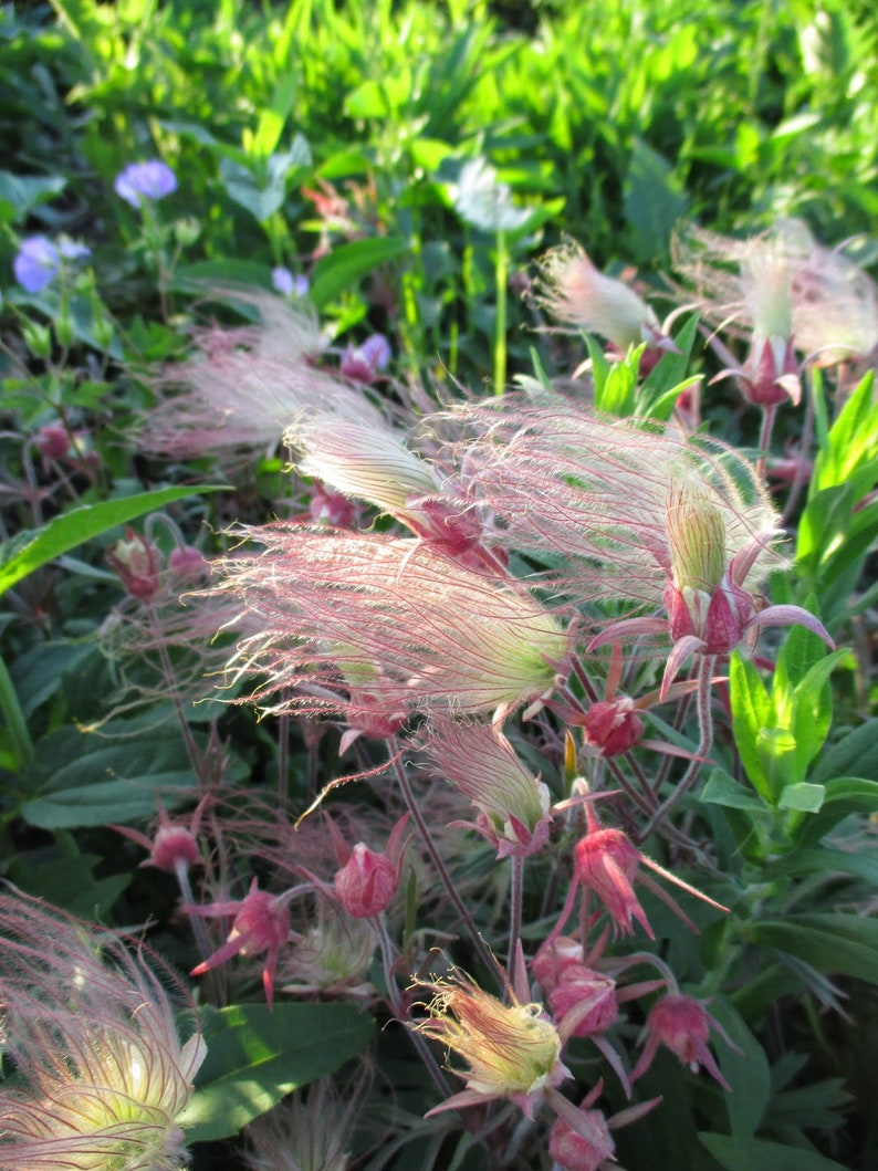 10 Geum PRAIRIE SMOKE, CHERRY Drop Native Perennial Deer Resistant Flower Seeds image 5