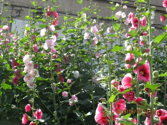 50 HOLLYHOCK INDIAN SPRING, Alcea Rosea / True Heirloom