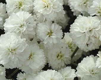 50+ YARROW MARSHMALLOW  White, Deer & Rabbit  Resistant Pelleted  Perennial Flower Seeds