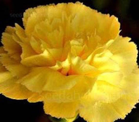 Carnation Grenadin Hardy Triumph Mix