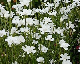 120+ AGROSTEMMA OCEAN PEARL aka Corn Cockle /  Annual to Perennial Easy Hardy Flower Seeds