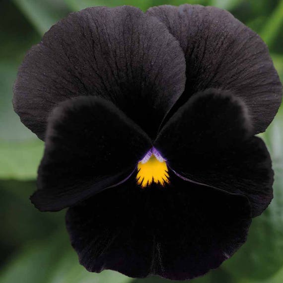 30  PANSY aka VIOLA Black Devil / Violet House Plant or