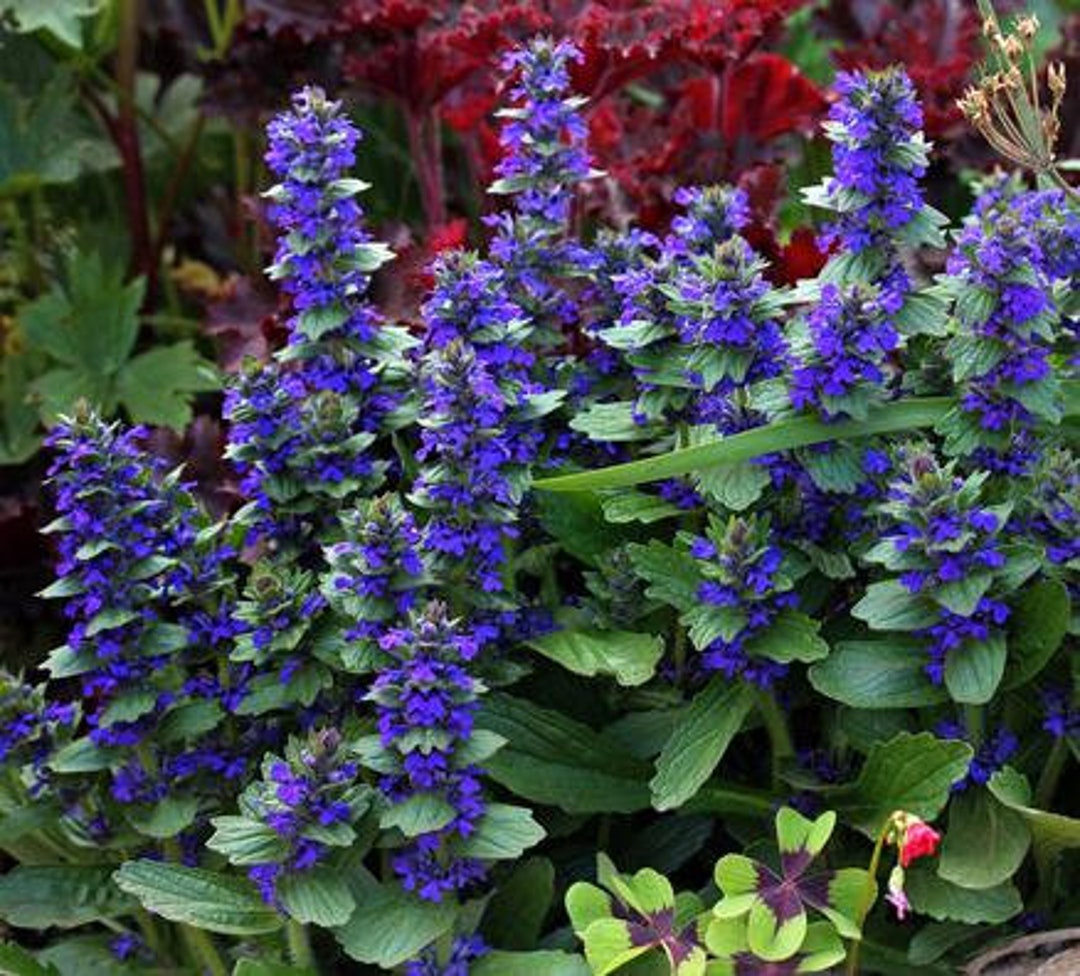 30 AJUGA GENEVENSIS Upright, Repels Rabbit & Deer / Blue Shade Flower