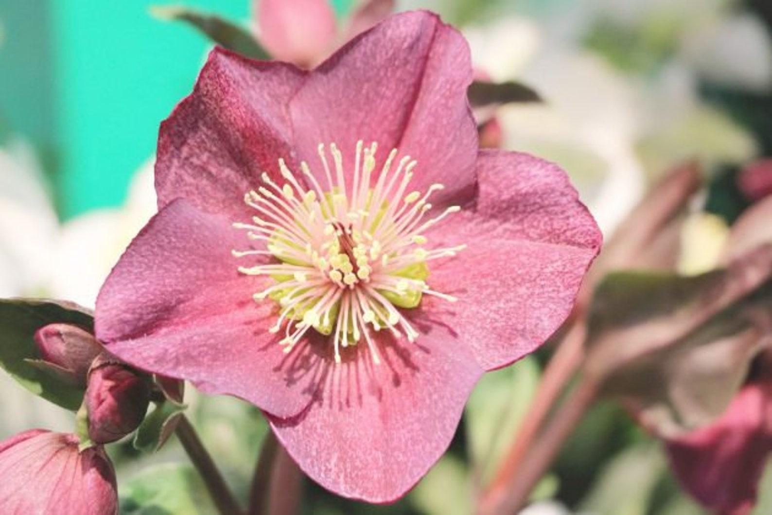 15 HELLEBORUS CHRISTMAS ROSE Perennial Shade Early or Etsy