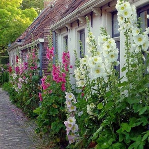 50 HOLLYHOCK INDIAN SPRING, Alcea Rosea / True Heirloom / Perennial Deer Resistant Flower Seeds image 1