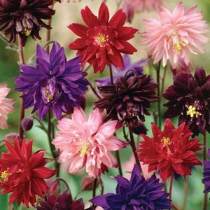 30+  COLUMBINE Aquilegia TALL MIX Doubles  Perennial  Shade or Sun Easy Deer & Rabbit Resistant Flower Seeds