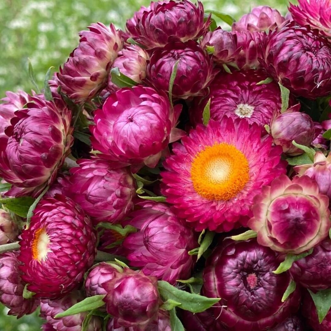 60 STRAW HELICHRYSUM King Bright ROSE Everlasting Deer and Rabbit
