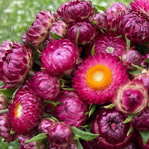 60+  STRAW HELICHRYSUM  King Bright ROSE Everlasting Deer and Rabbit Resistant Flower Seeds