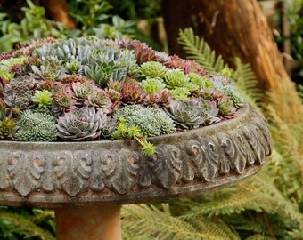 120+  SEMPERVIVUM SUCCULENTS,  Hens and Chicks / Perennial Ground Cover Hardy Mix Flower Seeds